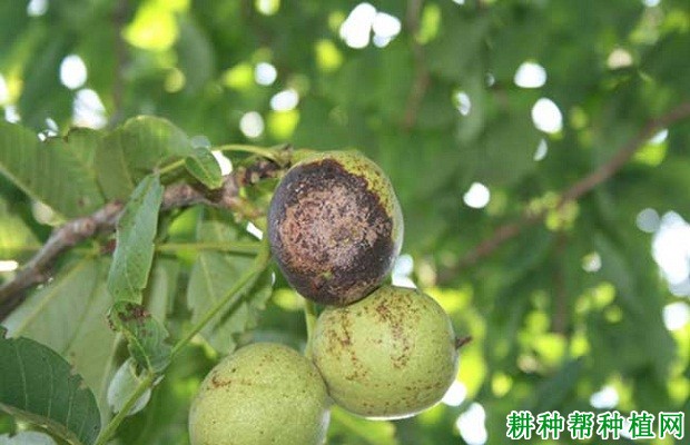 核桃褐斑病如何防治? 核桃褐斑病如何防治?