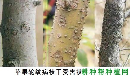 苹果轮纹病如何防治？