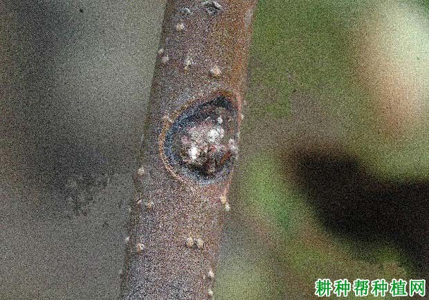 苹果斑点落叶病如何防治？