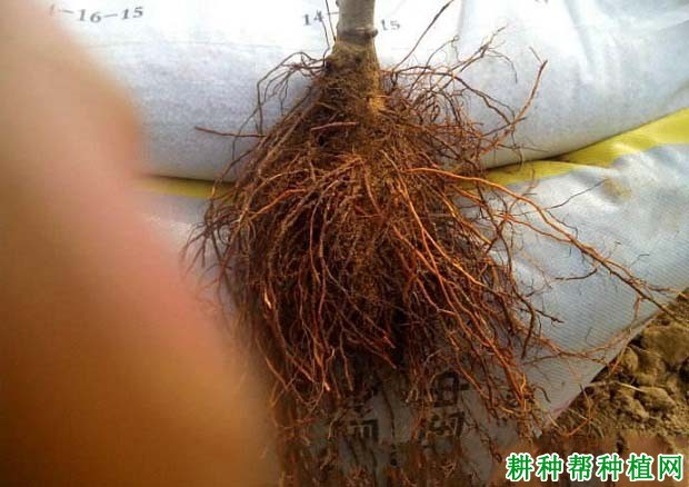 苹果毛根病如何防治? 苹果毛根病如何防治?