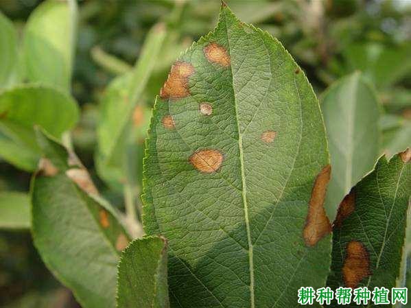 苹果圆斑病如何防治? 苹果圆斑病如何防治?