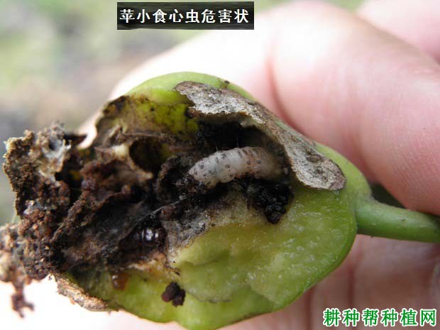 种植苹果如何防治苹小食心虫? 种植苹果如何防治苹小食心虫?