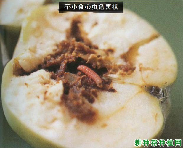 种植苹果如何防治苹小食心虫? 种植苹果如何防治苹小食心虫?