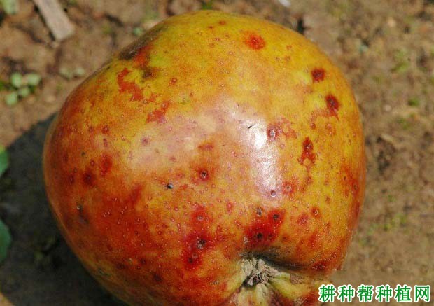 苹果缺铁黄化症如何防治？