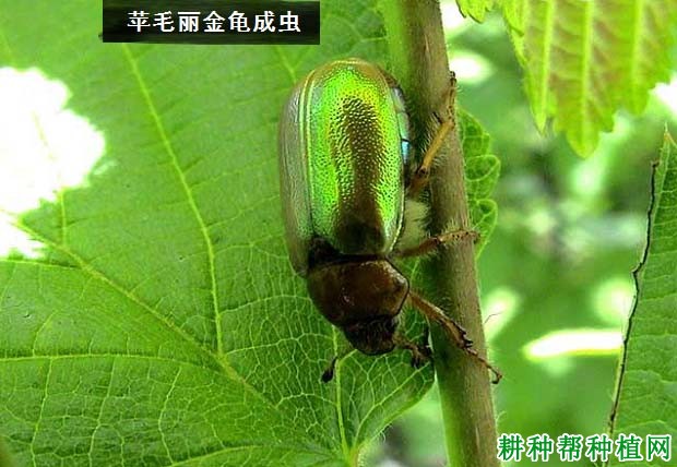 种植苹果如何防治苹毛丽金龟？