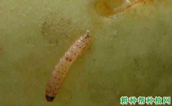 种植苹果如何防治白小食心虫？
