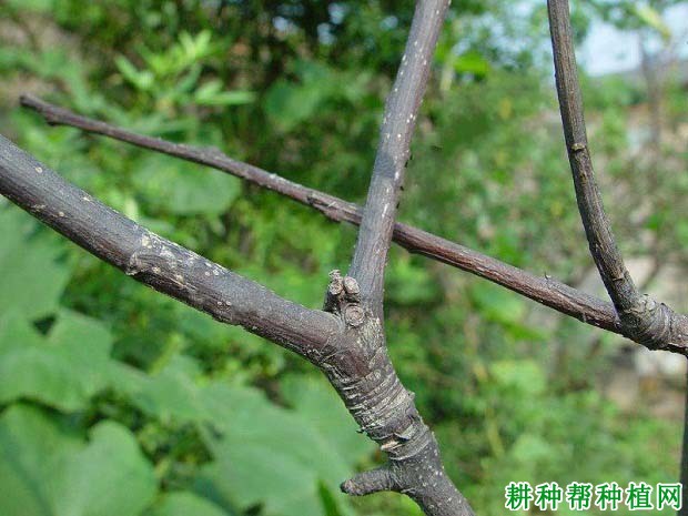 种植梨如何防治梨树枝枯病？