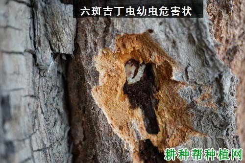 种植苹果如何防治六斑吉丁虫? 种植苹果如何防治六斑吉丁虫?