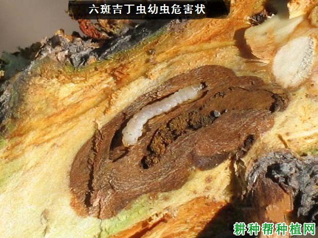 种植苹果如何防治六斑吉丁虫? 种植苹果如何防治六斑吉丁虫?