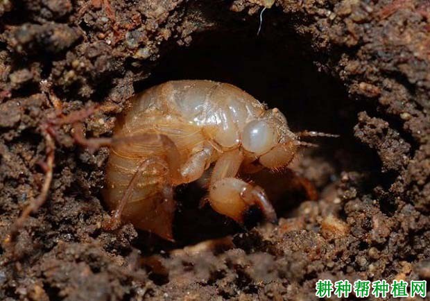 种植苹果如何防治黑蚱蝉? 种植苹果如何防治黑蚱蝉?