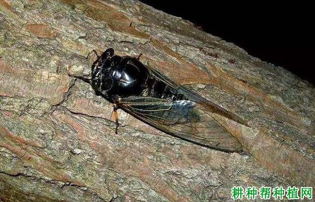 种植苹果如何防治黑蚱蝉? 种植苹果如何防治黑蚱蝉?