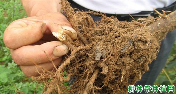 种植梨如何防治梨根朽病？
