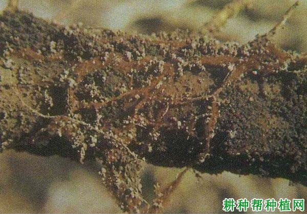 种植梨如何防治梨紫纹羽病? 种植梨如何防治梨紫纹羽病?