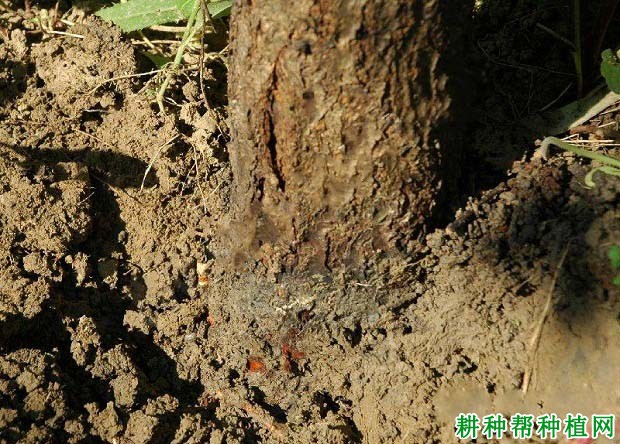 种植梨如何防治梨紫纹羽病? 种植梨如何防治梨紫纹羽病?