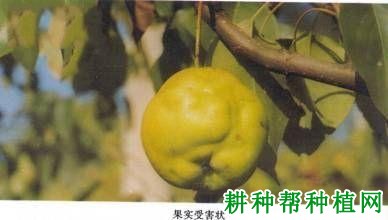 种植梨树如何防治梨蝽? 种植梨树如何防治梨蝽?