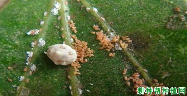 种植梨树如何防治日本龟蜡蚧？