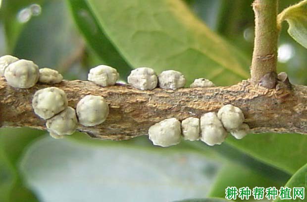 种植梨树如何防治日本龟蜡蚧？