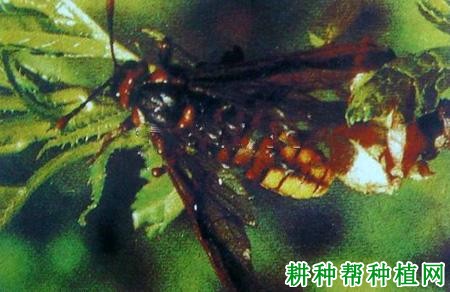 种植梨树如何防治梨大叶蜂？