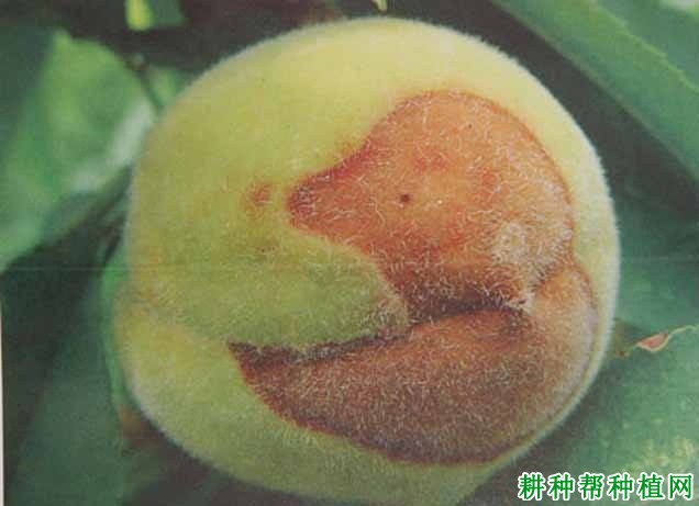 种植桃树如何防治桃黑斑病？
