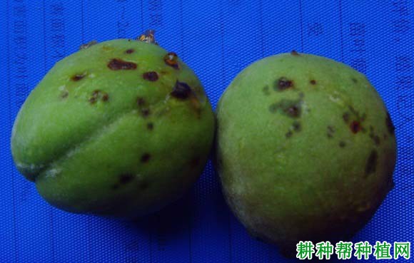 种植桃树如何防治桃细菌性穿孔病？