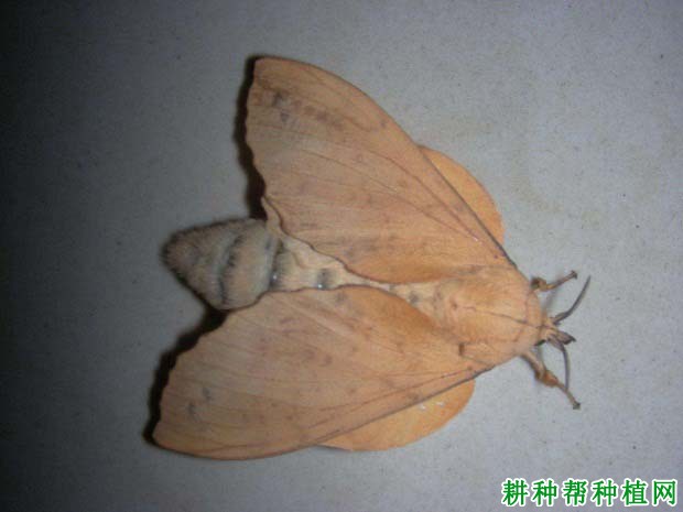 种桃树如何防治白杨枯叶蛾？