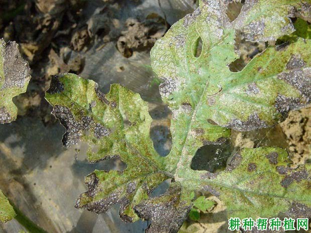 种西瓜如何防治西瓜粘菌病？