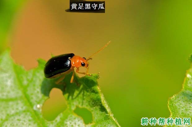 种西瓜如何防治黄足黑守瓜？