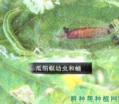 种西瓜如何防治瓜绢螟？