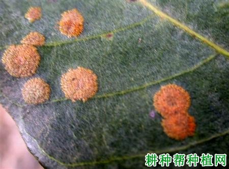 种龙眼如何防治龙眼藻斑病？