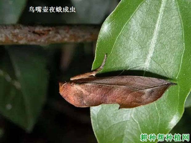 种龙眼如何防治鸟嘴壶夜蛾？