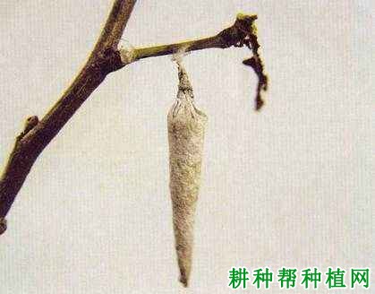 种龙眼如何防治白囊蓑蛾? 种龙眼如何防治白囊蓑蛾?