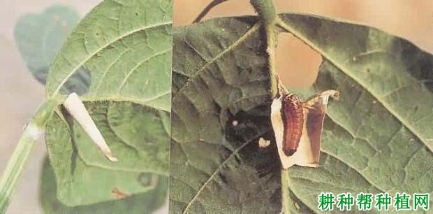 种龙眼如何防治白囊蓑蛾? 种龙眼如何防治白囊蓑蛾?