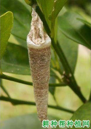 种龙眼如何防治白囊蓑蛾? 种龙眼如何防治白囊蓑蛾?