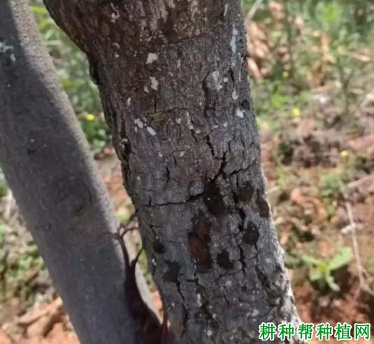 种芒果如何防治芒果绯腐病？