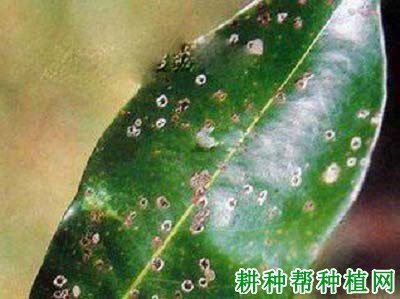 种荔枝如何防治荔枝藻斑病？