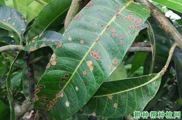 种芒果如何防治芒果藻斑病？