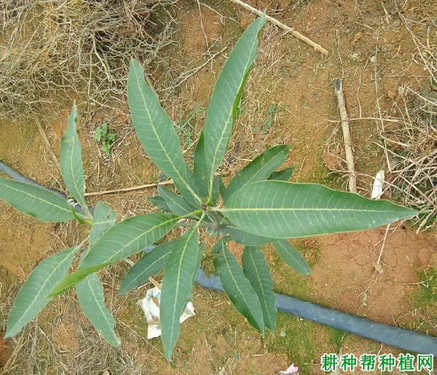 芒果缺镁怎么办? 芒果缺镁怎么办?