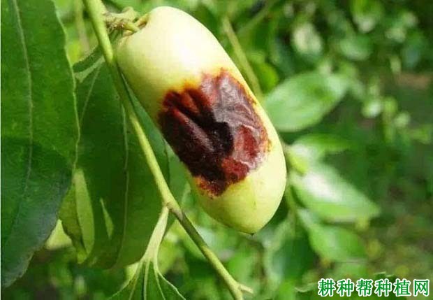 种枣树如何防治枣黑腐病? 种枣树如何防治枣黑腐病?