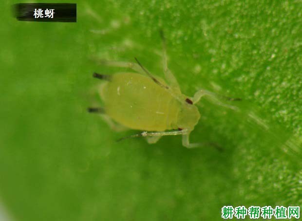 种李子树如何防治桃蚜？