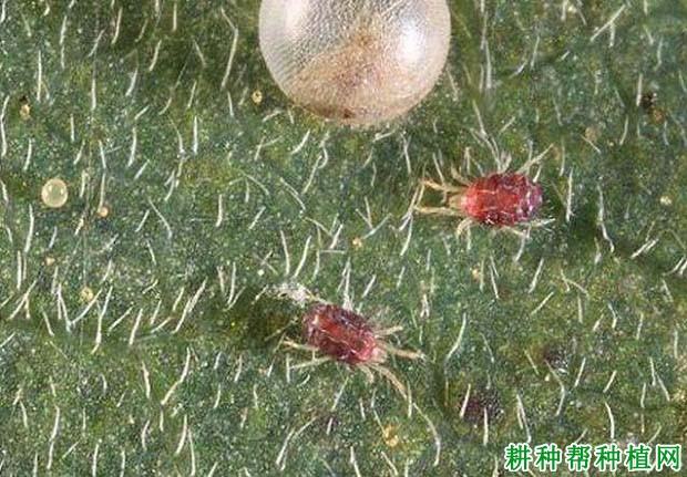 种板栗如何防治栗小爪螨？