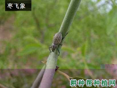 种甜瓜如何防治甜瓜黑斑病？