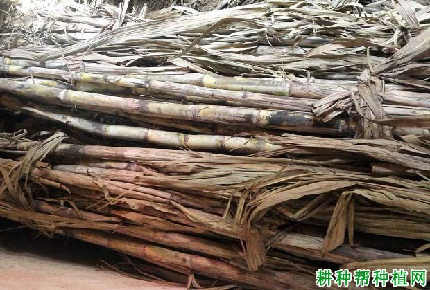 甘蔗怎么样留种? 甘蔗怎么样留种?