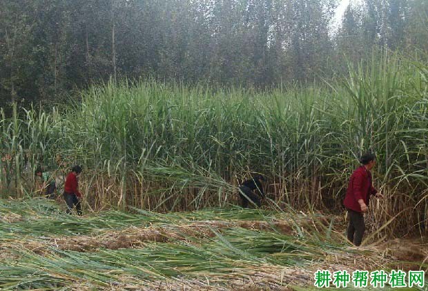 甘蔗怎么样留种? 甘蔗怎么样留种?