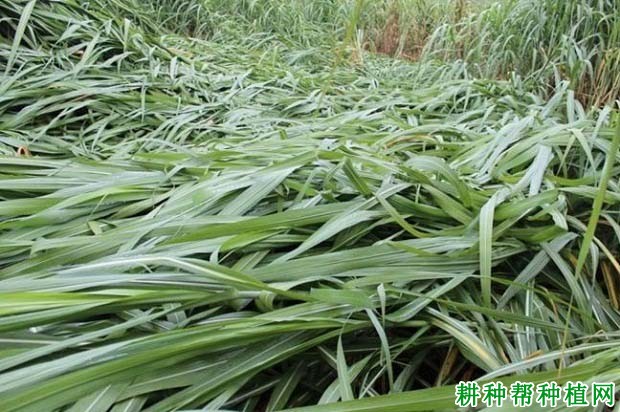 甘蔗倒伏如何预防? 甘蔗倒伏如何预防?