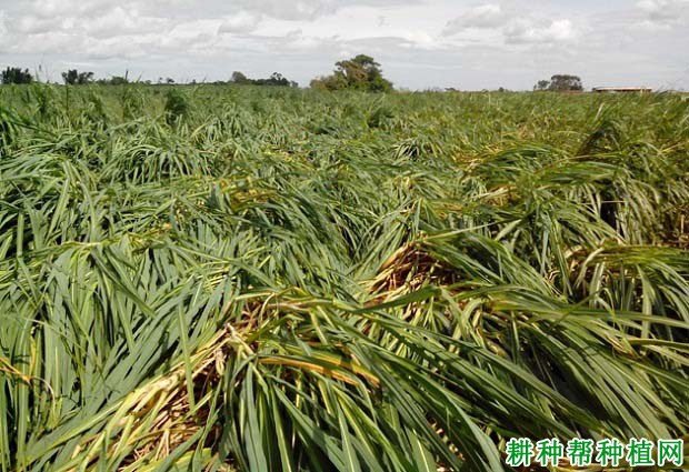 甘蔗倒伏如何预防? 甘蔗倒伏如何预防?