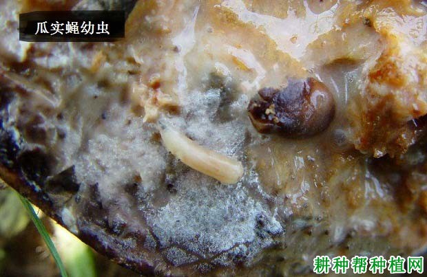 种甜瓜如何防治瓜实蝇? 种甜瓜如何防治瓜实蝇?