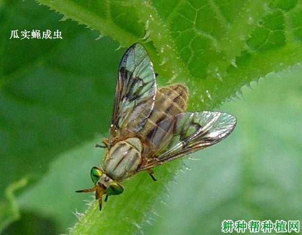 种甜瓜如何防治瓜实蝇? 种甜瓜如何防治瓜实蝇?