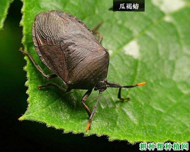 种甜瓜如何防治瓜褐蝽? 种甜瓜如何防治瓜褐蝽?