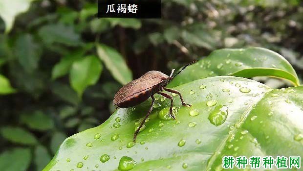 种甜瓜如何防治瓜褐蝽? 种甜瓜如何防治瓜褐蝽?