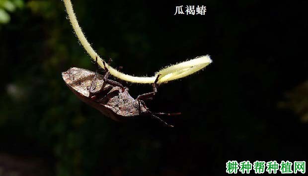 种甜瓜如何防治瓜褐蝽? 种甜瓜如何防治瓜褐蝽?